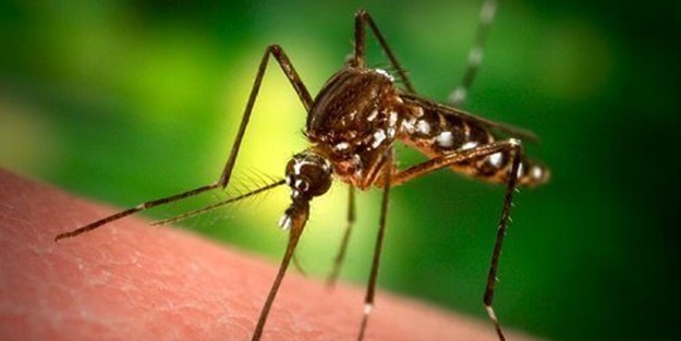 Sivrisineklere karşı Çin işi çözüm