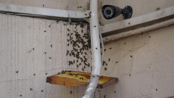 Hastaneye kovan yapan arılar alındı