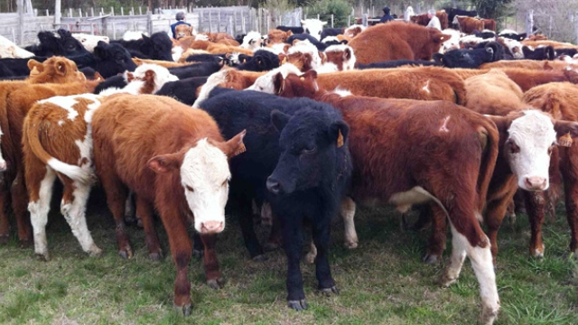 Kültür sığır fiyatı bir önceki yıla göre %21,5 arttı 