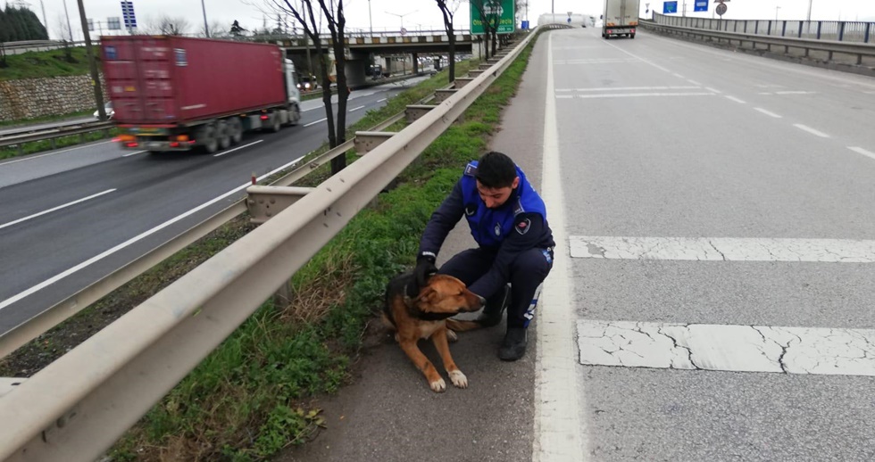 Yaralı köpek tedavi altına alındı