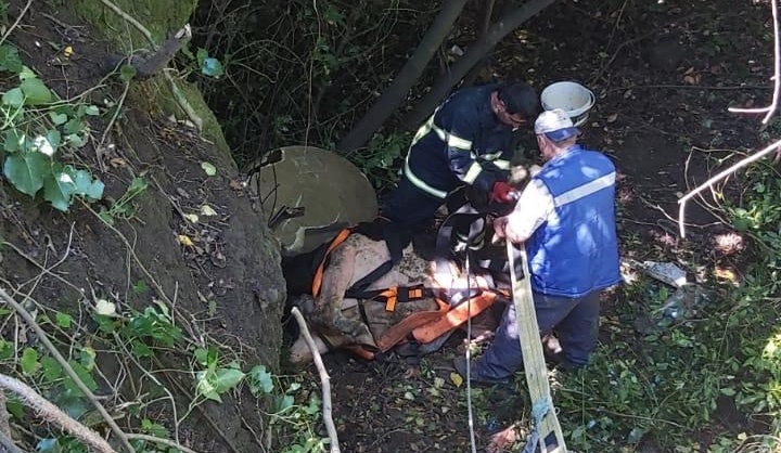 25 metrelik çukura düşen inek kurtarıldı