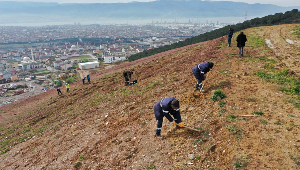 İlimtepe Dolgu Alanı’na 8 bin Toros Sediri dikilecek