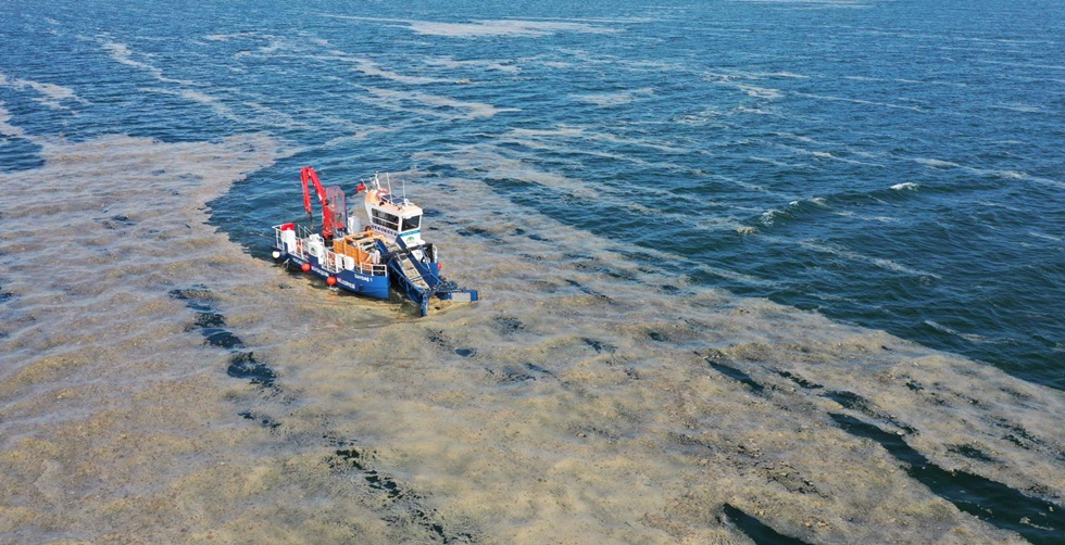 50 günde 150 ton deniz salyası toplandı