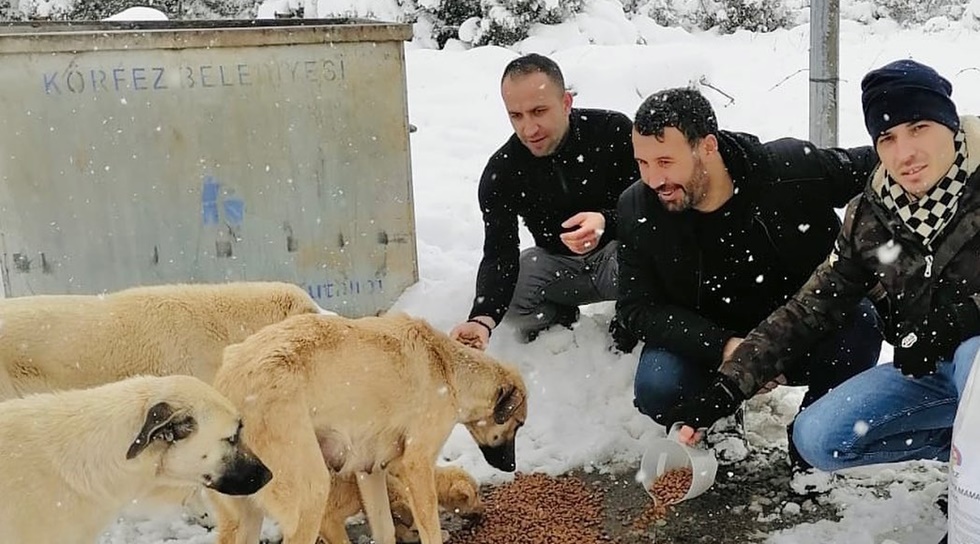 Körfez’de sokak hayvanları unutulmadı