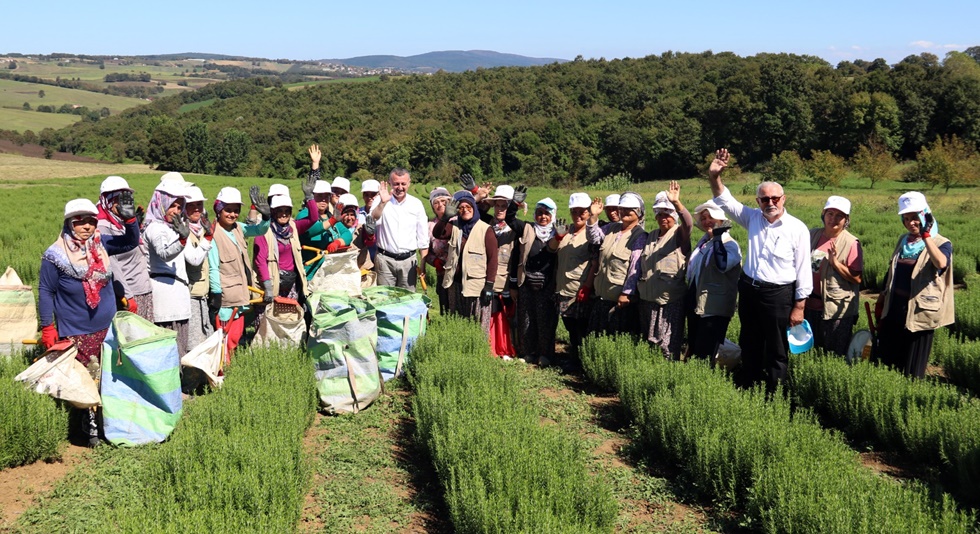 Büyükşehir’in toprakla buluşturduğu 4 milyon aromatik bitkiden biberiyenin hasadı yapıldı