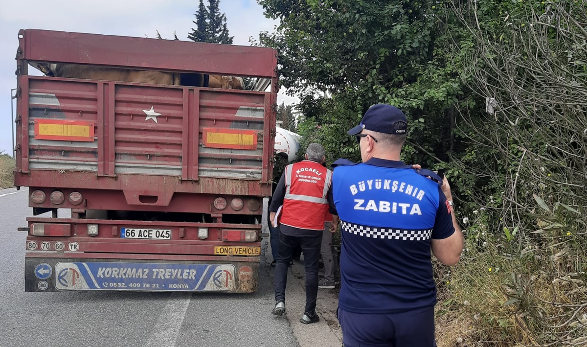 Kurbanlıkların nakliyesine sıkı denetim