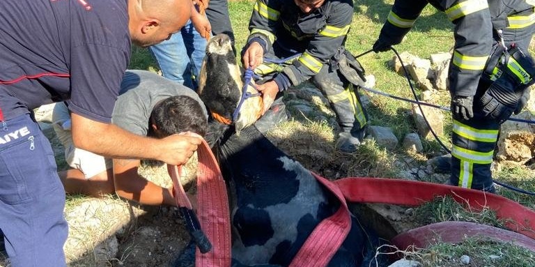 Kandıra’da kuyuya düşen büyükbaş hayvan itfaiye tarafından kurtarıldı