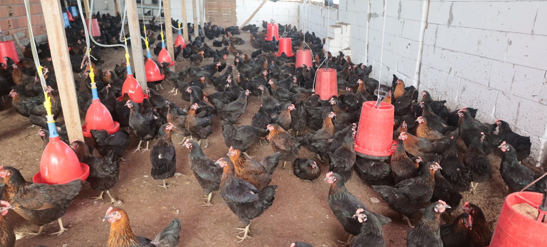 “Atak-S Yarka”: Bu tavuklar hem yerli hem milli, destek için başvurular başladı