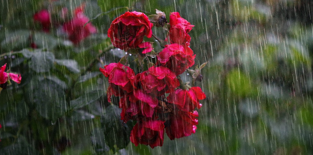 Meteorolojiden kuvvetli yağış ve rüzgar uyarısı