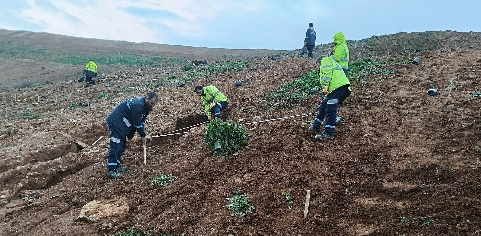 Gebze’de 4 bin 500 sedir ağacı toprakla buluştu
