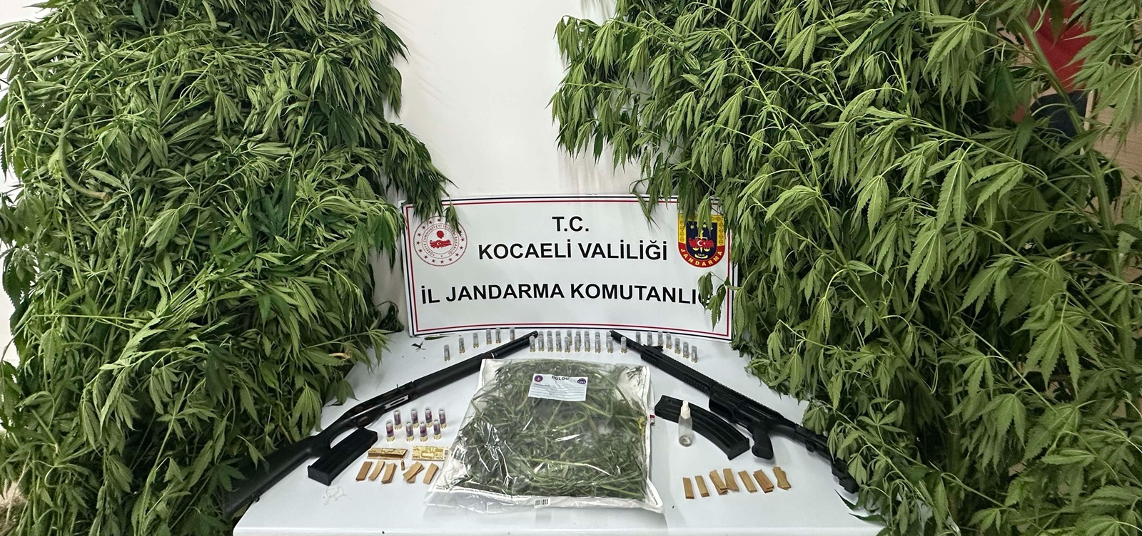 Kartepe’de Uyuşturucu Operasyonu: 119 Kök Kenevir ve Esrar Ele Geçirildi